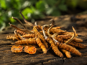 Cordyceps